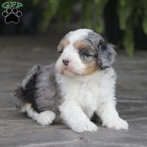 Fern, Cavapoo Puppy